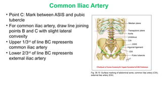 Chapter 38 Surface Marking of Abdomen and Pelvis New.pptx