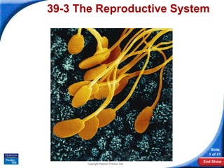 39-3 The Reproductive System




                                            Slide
                                           1 of 41
                                         End Show
       Copyright Pearson Prentice Hall
 