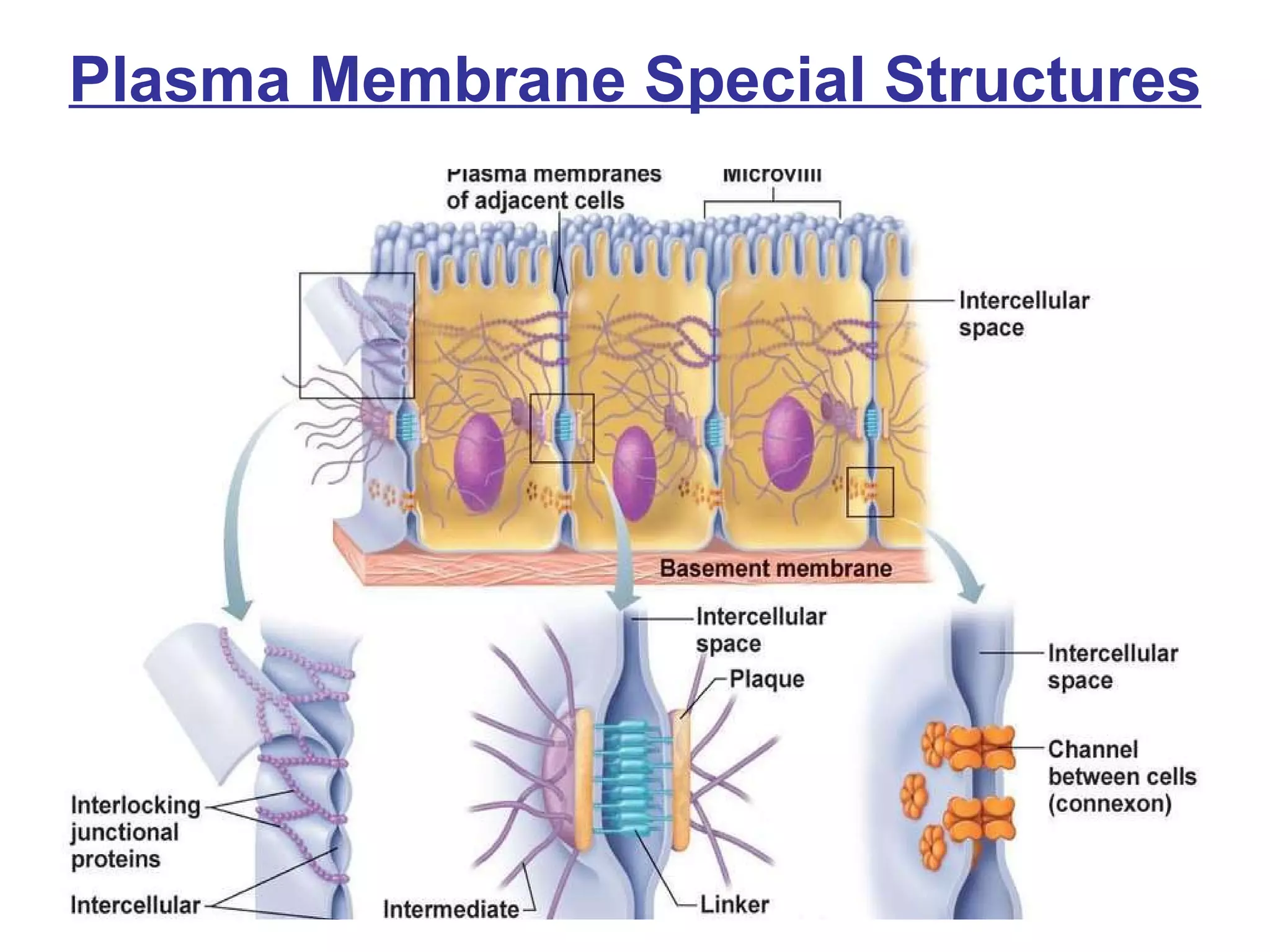 Plasma Membrane Special Structures 