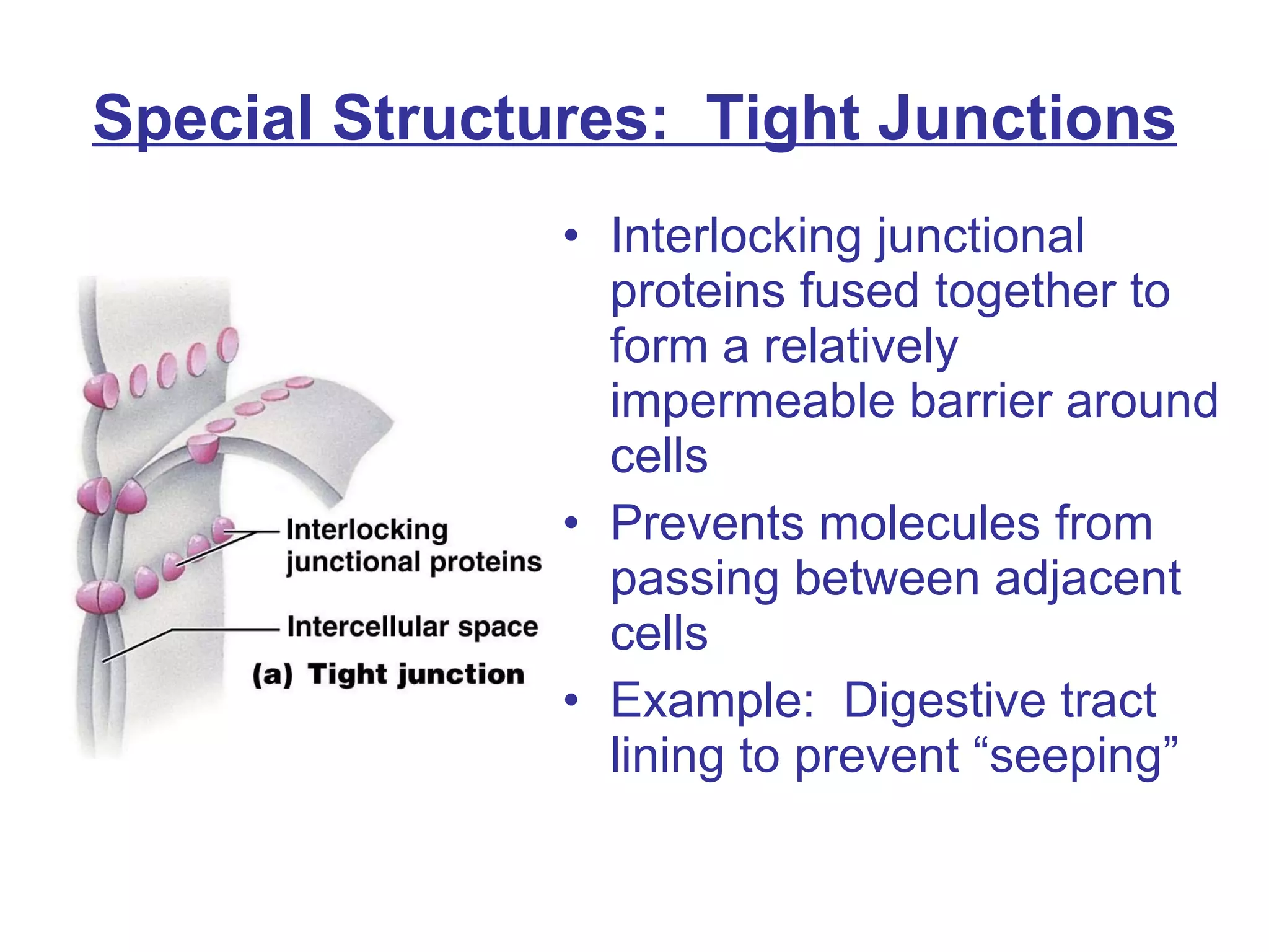 Special Structures:  Tight Junctions Interlocking junctional proteins fused together to form a relatively impermeable barrier around cells  Prevents molecules from passing between adjacent cells Example:  Digestive tract lining to prevent “seeping” 