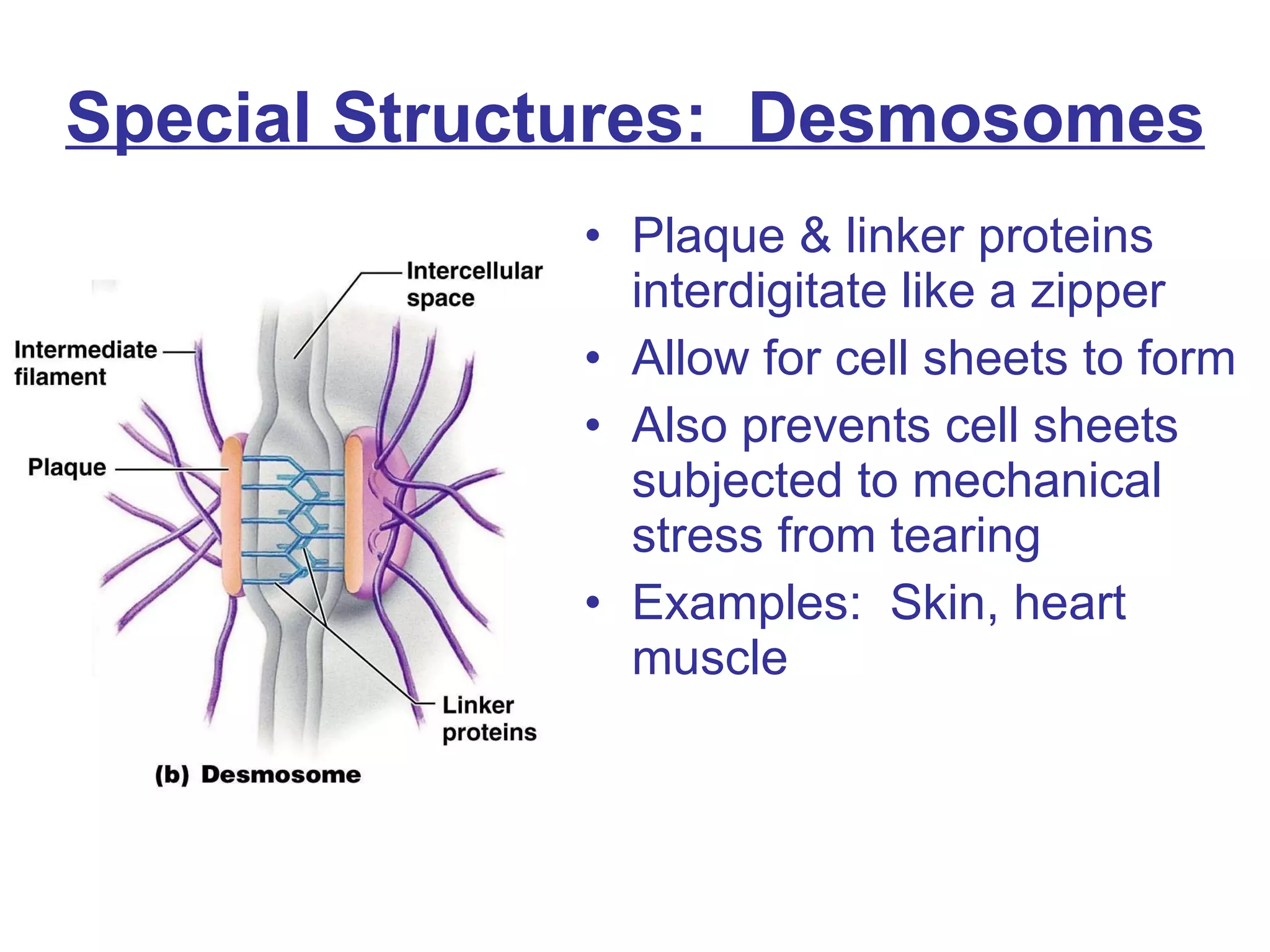 Special Structures:  Desmosomes Plaque & linker proteins interdigitate like a zipper Allow for cell sheets to form Also prevents cell sheets subjected to mechanical stress from tearing Examples:  Skin, heart muscle 