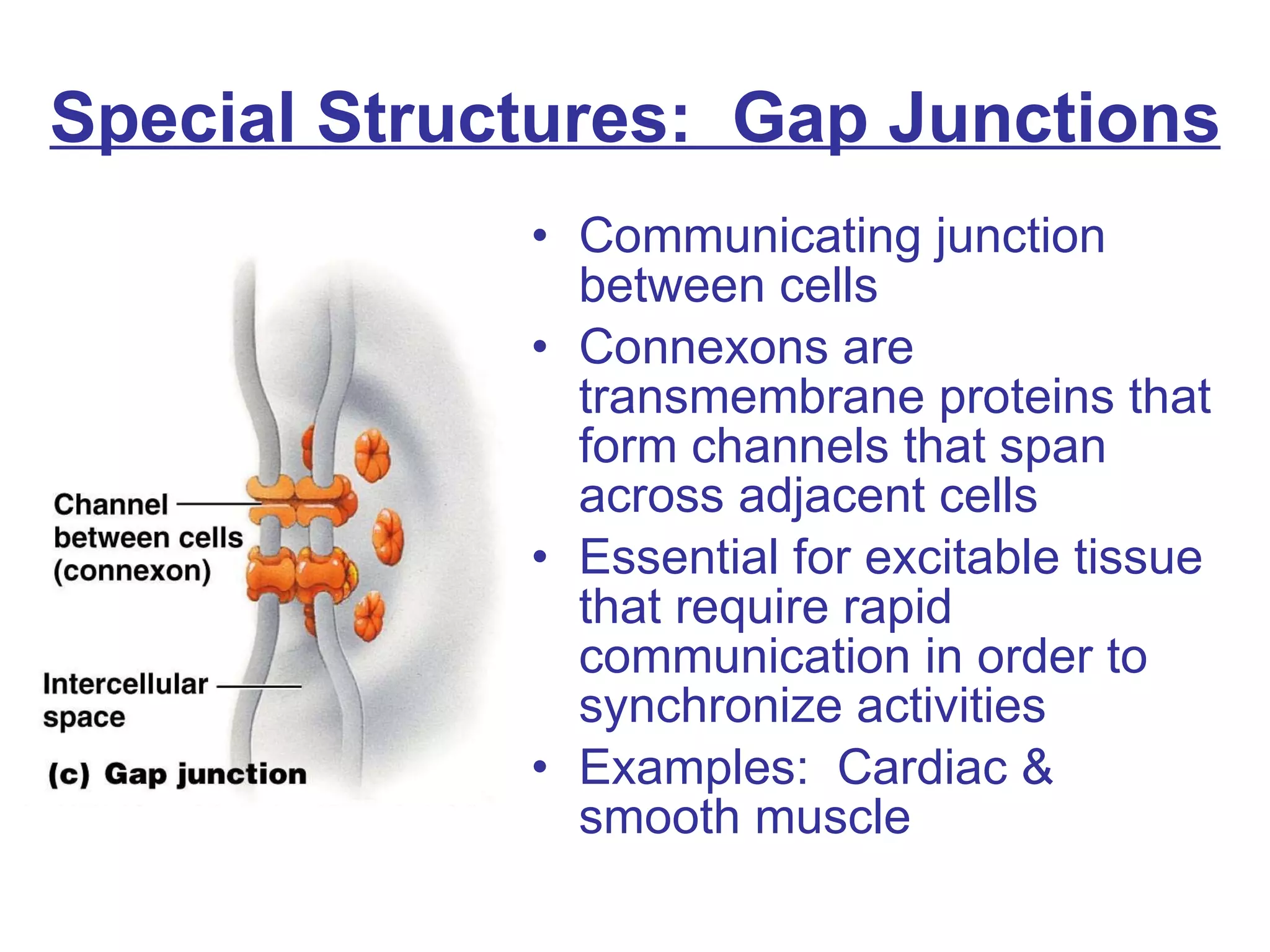 Special Structures:  Gap Junctions Communicating junction between cells Connexons are transmembrane proteins that form channels that span across adjacent cells Essential for excitable tissue that require rapid communication in order to synchronize activities Examples:  Cardiac & smooth muscle 