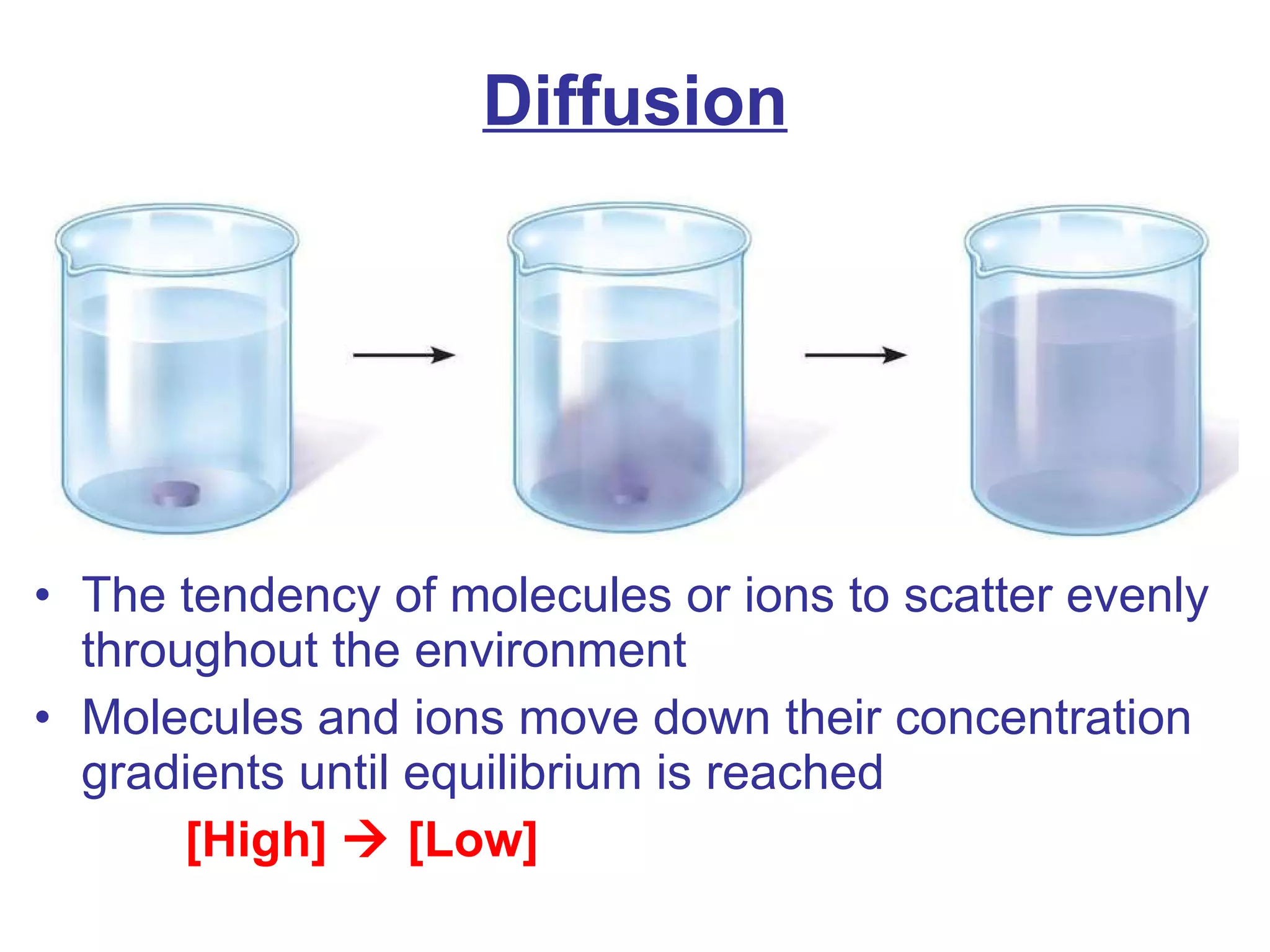 Diffusion The tendency of molecules or ions to scatter evenly throughout the environment Molecules and ions move down their concentration gradients until equilibrium is reached [High]    [Low] 