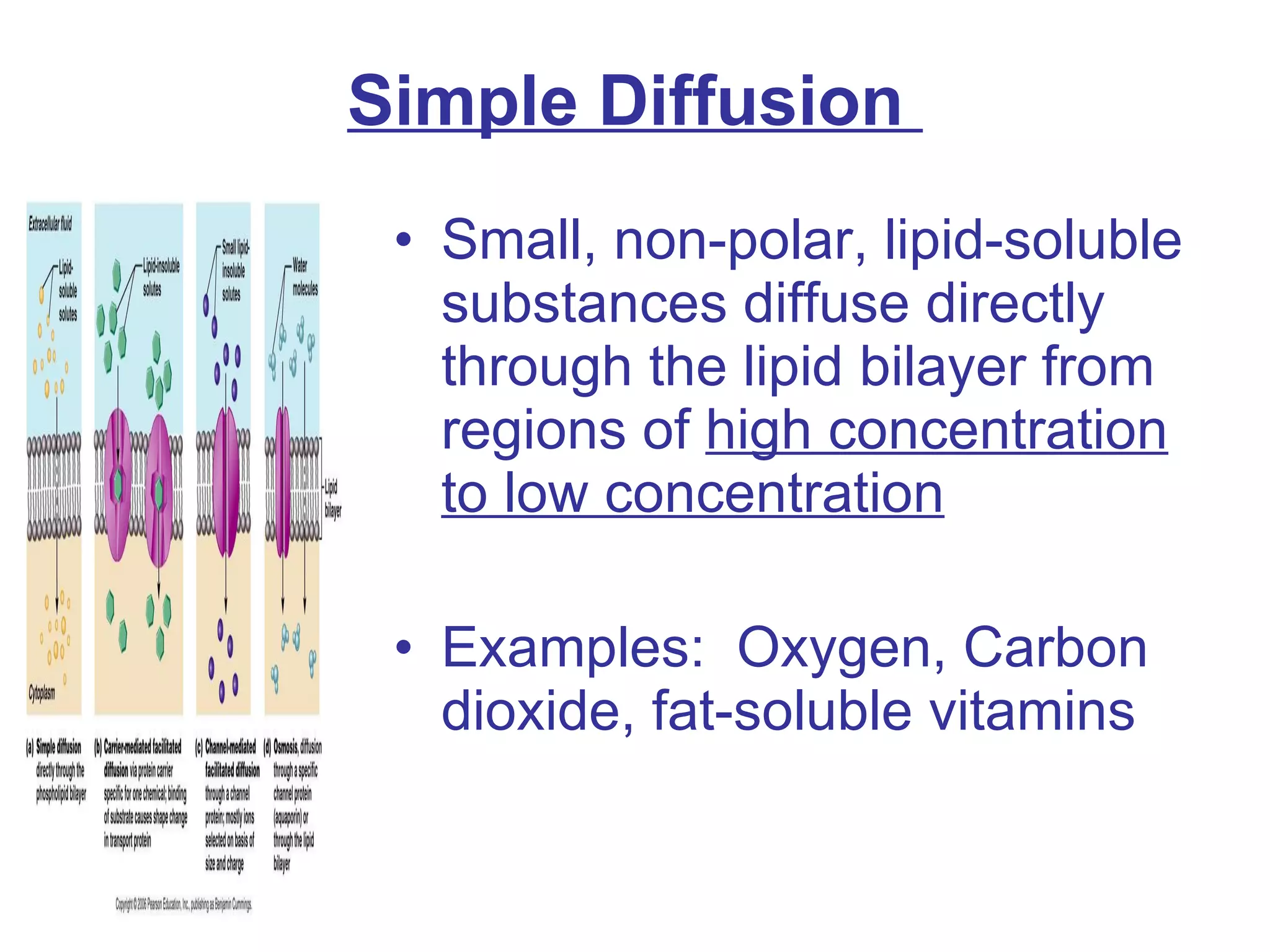 Simple Diffusion  Small, non-polar, lipid-soluble substances diffuse directly through the lipid bilayer from regions of  high concentration to low concentration Examples:  Oxygen, Carbon dioxide, fat-soluble vitamins 