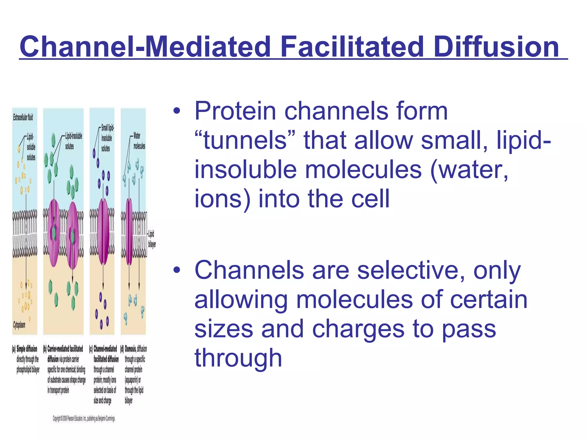 Channel-Mediated Facilitated Diffusion  Protein channels form “tunnels” that allow small, lipid-insoluble molecules (water, ions) into the cell  Channels are selective, only allowing molecules of certain sizes and charges to pass through 