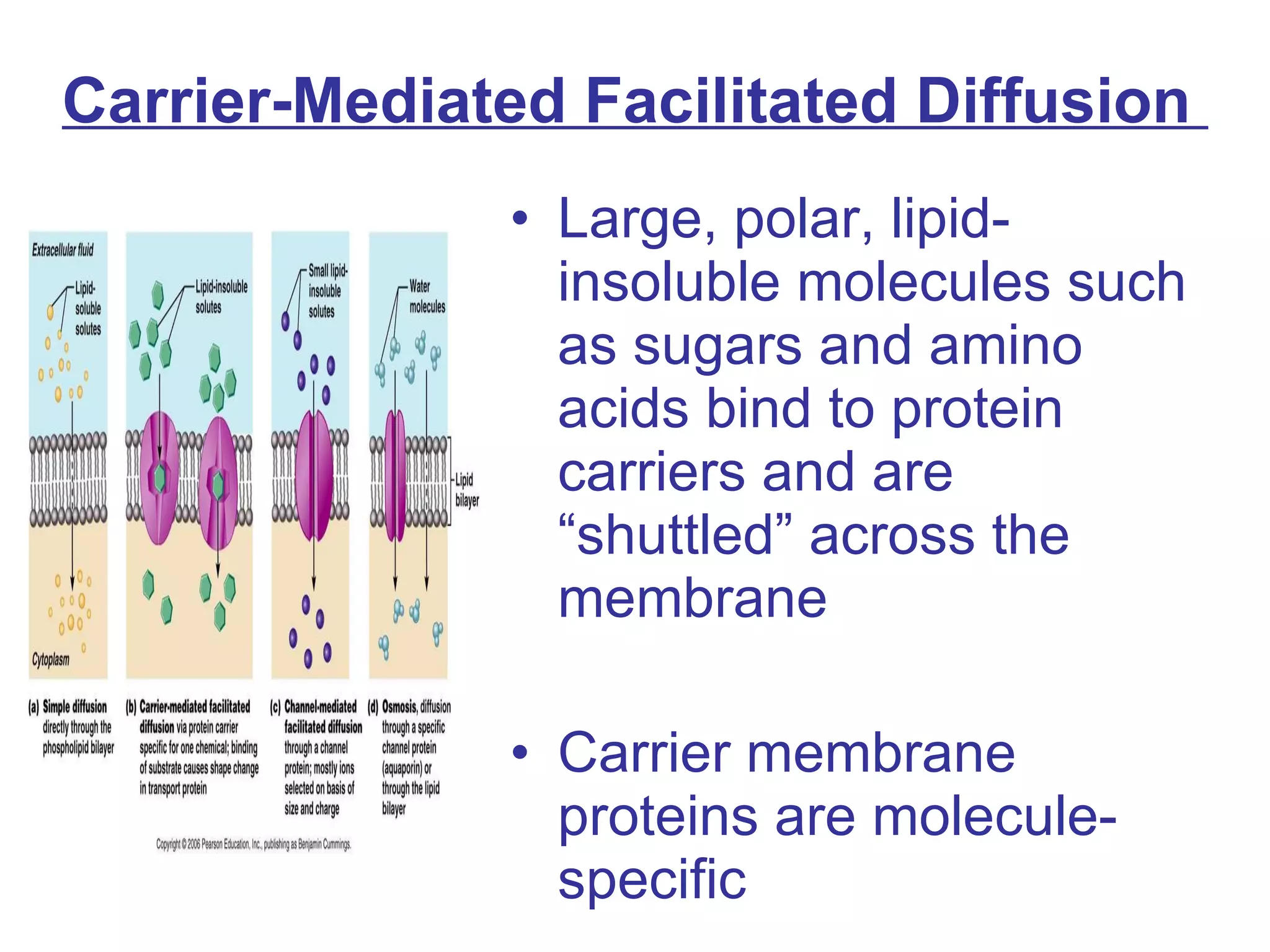 Carrier-Mediated Facilitated Diffusion  Large, polar, lipid-insoluble molecules such as sugars and amino acids bind to protein carriers and are “shuttled” across the membrane Carrier membrane proteins are molecule-specific 
