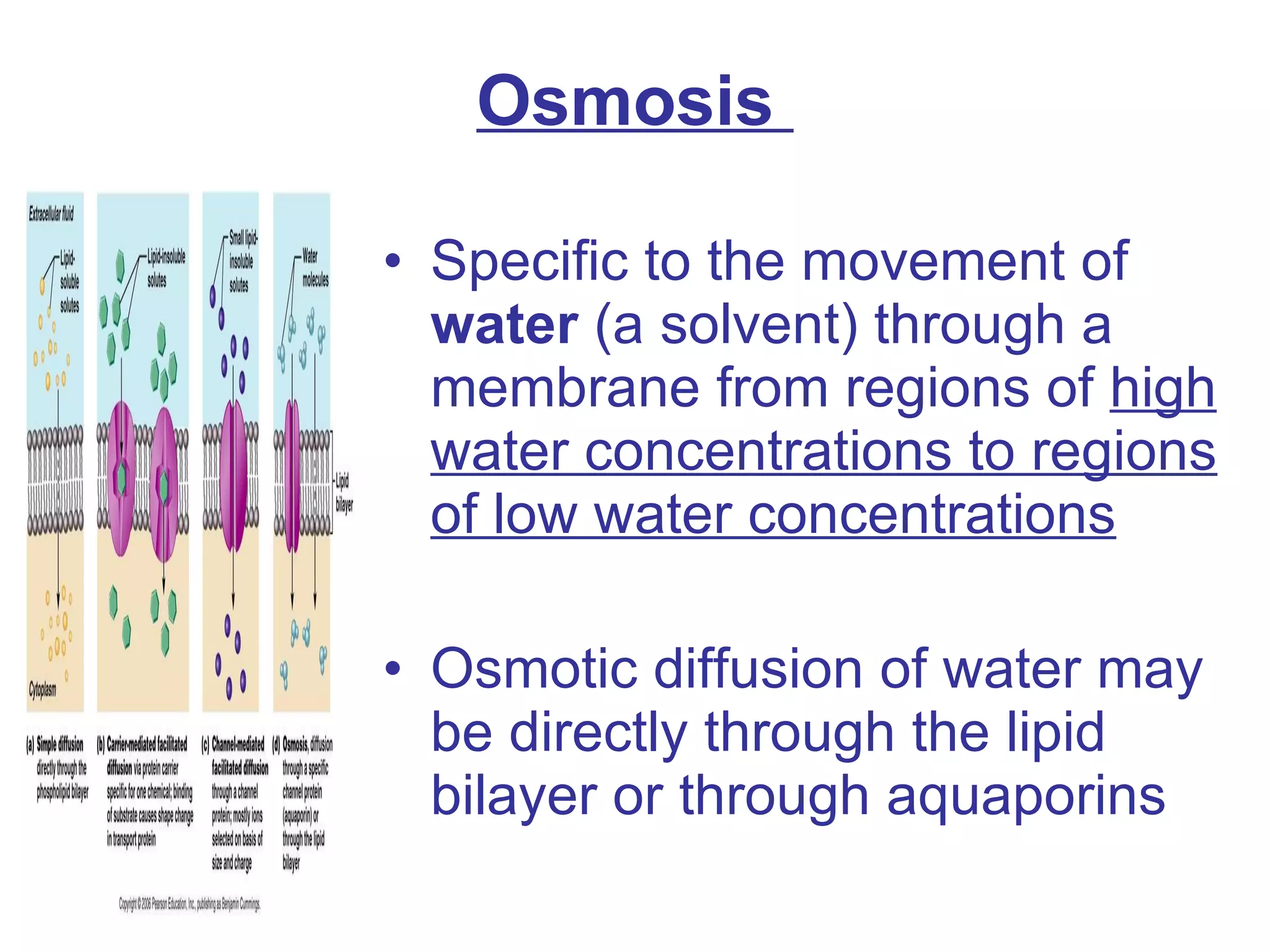 Osmosis  Specific to the movement of  water  (a solvent) through a membrane from regions of  high water concentrations to regions of low water concentrations Osmotic diffusion of water may be directly through the lipid bilayer or through aquaporins 