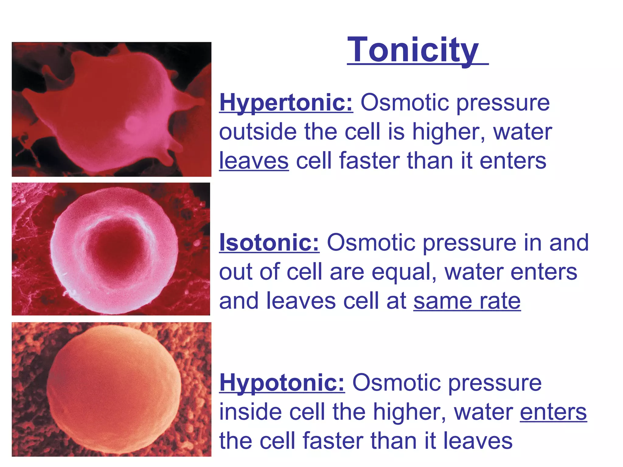 Tonicity  Hypertonic:  Osmotic pressure outside the cell is higher, water  leaves  cell faster than it enters Isotonic:  Osmotic pressure in and out of cell are equal, water enters and leaves cell at  same rate   Hypotonic:  Osmotic pressure inside cell the higher, water  enters  the cell faster than it leaves 