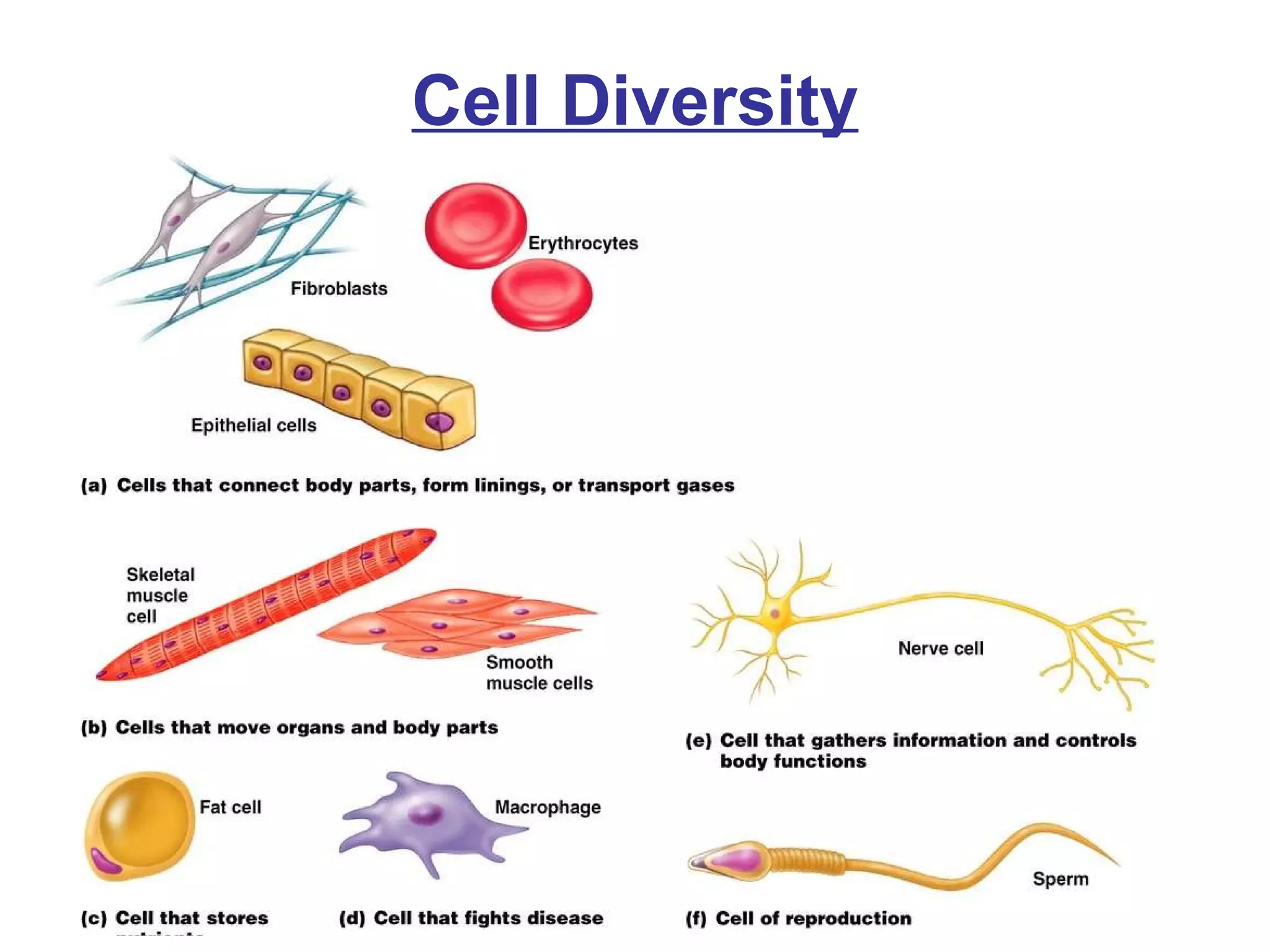 Cell Diversity 