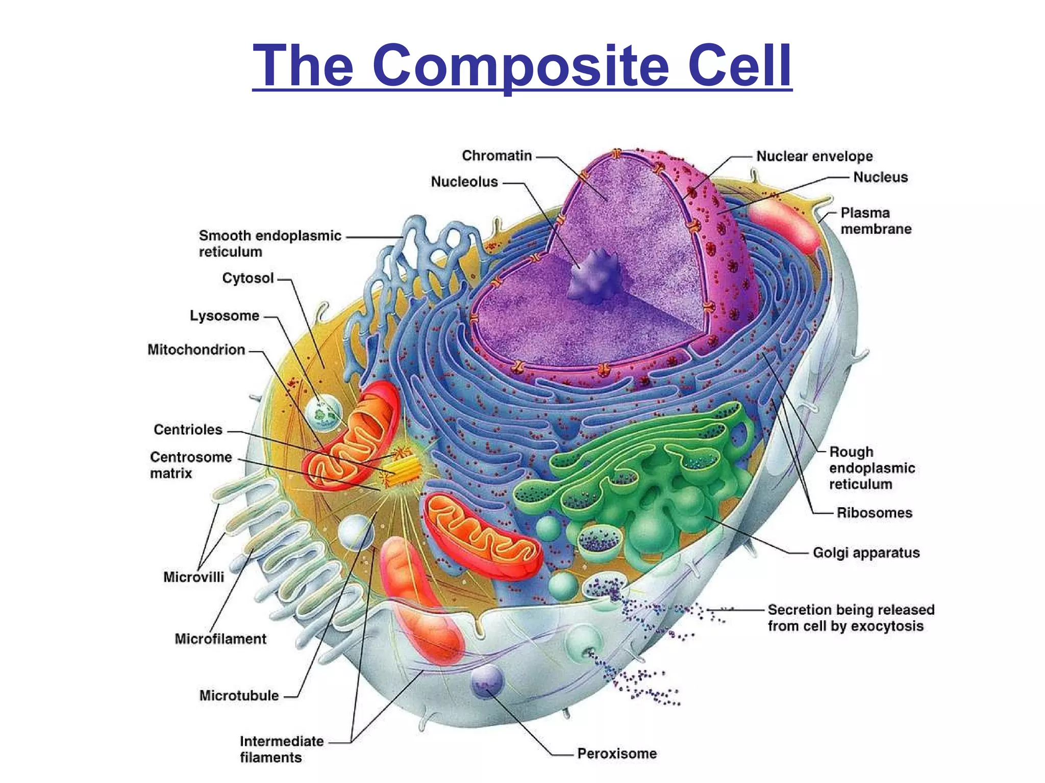 The Composite Cell 