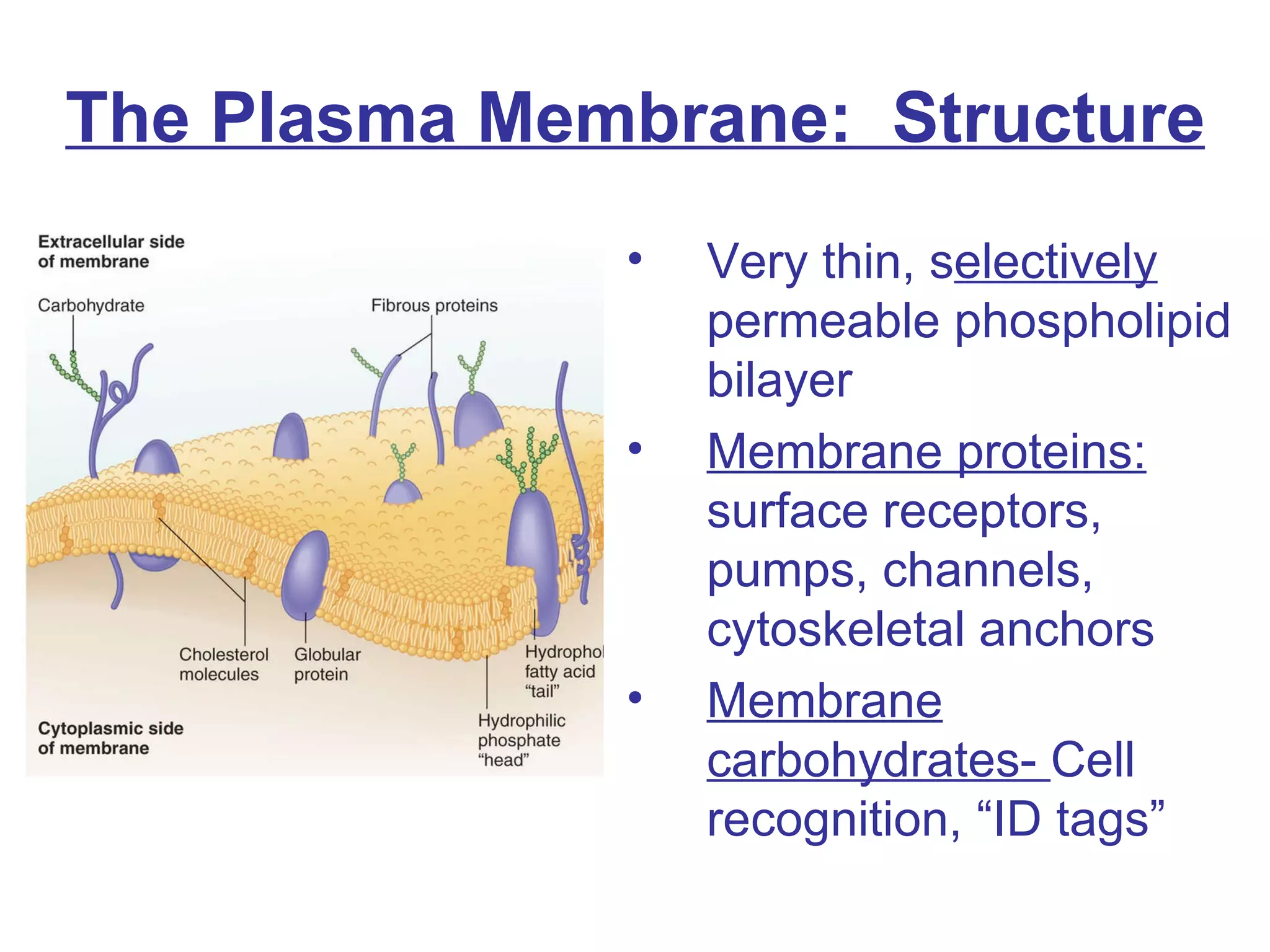 The Plasma Membrane:  Structure Very thin, s electively  permeable phospholipid bilayer Membrane proteins:  surface receptors, pumps, channels, cytoskeletal anchors Membrane carbohydrates-  Cell recognition, “ID tags” 