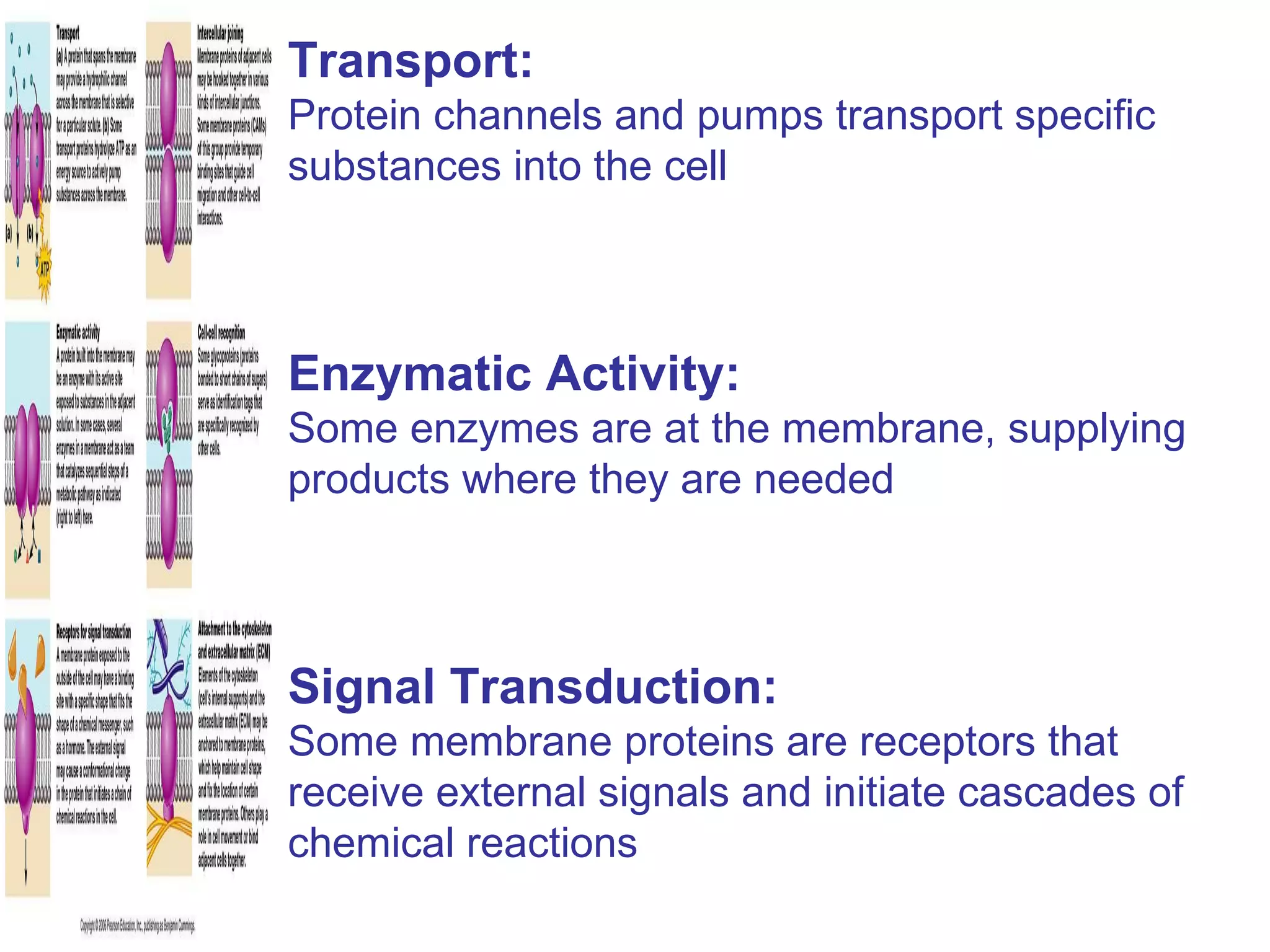 Transport: Protein channels and pumps transport specific substances into the cell  Enzymatic Activity: Some enzymes are at the membrane, supplying products where they are needed Signal Transduction: Some membrane proteins are receptors that receive external signals and initiate cascades of chemical reactions 
