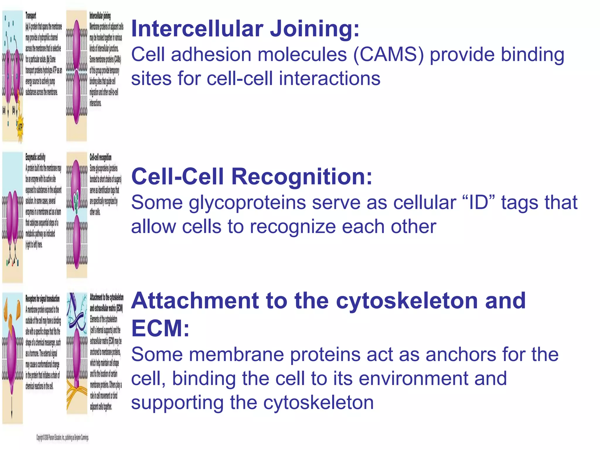 Intercellular Joining: Cell adhesion molecules (CAMS) provide binding sites for cell-cell interactions Cell-Cell Recognition: Some glycoproteins serve as cellular “ID” tags that allow cells to recognize each other Attachment to the cytoskeleton and ECM: Some membrane proteins act as anchors for the cell, binding the cell to its environment and supporting the cytoskeleton 