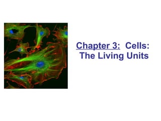 Chapter 3:   Cells:  The Living Units 