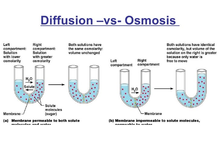 How are diffusion osmosis and active transport similarities - intlper
