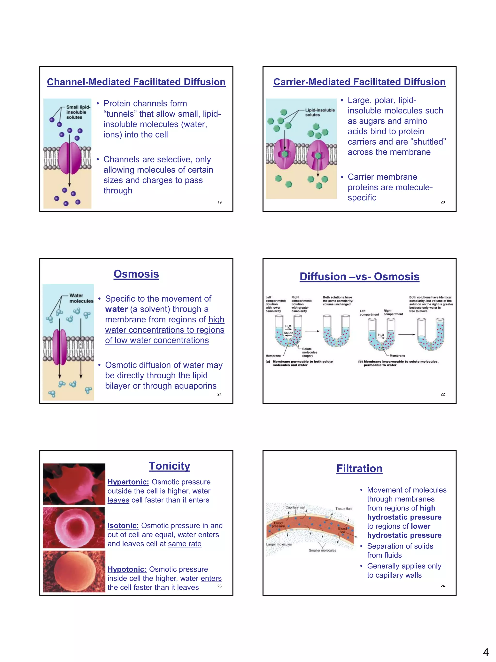 Channel-Mediated Facilitated Diffusion                Carrier-Mediated Facilitated Diffusion

          • Protein channels form                                   • Large, polar, lipid-
            “tunnels” that allow small, lipid-                        insoluble molecules such
            insoluble molecules (water,                               as sugars and amino
            ions) into the cell                                       acids bind to protein
                                                                      carriers and are “shuttled”
                                                                      across the membrane
          • Channels are selective, only
            allowing molecules of certain
            sizes and charges to pass                               • Carrier membrane
            through                                                   proteins are molecule-
                                                 19
                                                                      specific                 20




              Osmosis                                      Diffusion –vs- Osmosis
          • Specific to the movement of
            water (a solvent) through a
            membrane from regions of high
            water concentrations to regions
            of low water concentrations

          • Osmotic diffusion of water may
            be directly through the lipid
            bilayer or through aquaporins
                                                 21                                            22




                          Tonicity                                 Filtration
             Hypertonic: Osmotic pressure
             outside the cell is higher, water                           • Movement of molecules
             leaves cell faster than it enters                             through membranes
                                                                           from regions of high
                                                                           hydrostatic pressure
             Isotonic: Osmotic pressure in and                             to regions of lower
             out of cell are equal, water enters                           hydrostatic pressure
             and leaves cell at same rate                                • Separation of solids
                                                                           from fluids
             Hypotonic: Osmotic pressure                                 • Generally applies only
             inside cell the higher, water enters                          to capillary walls
             the cell faster than it leaves     23                                             24




                                                                                                    4
 