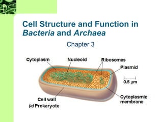 Cell Structure and Function in
Bacteria and Archaea
Chapter 3
 