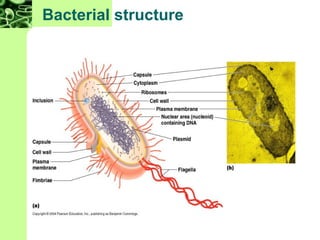 Map Bacterial Structure Chapter 3 (microbiology) 8th edition | PPT