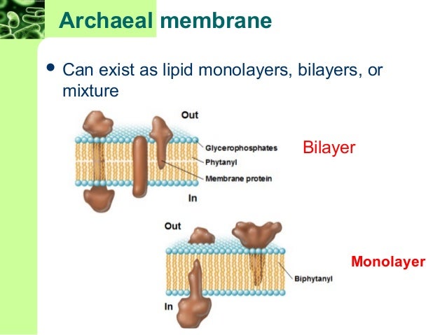 Chapter 3 (microbiology) 8th edition