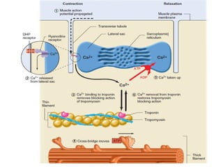 Comprehensive Overview of Muscle Physiology and Contraction Mechanisms ...