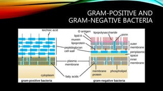 GRAM-POSITIVE AND
GRAM-NEGATIVE BACTERIA
 