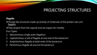 PROJECTING STRUCTURES
Flagella
Thread-like structures made up entirely of molecules of the protein sub-unit
flagellin
They project from the capsule and are organs for motility
Four Types:
1. Monotrichous-single polar flagellum
2. Lophotrichous-a tuft of flagella at one end of the bacterium
3. Amphitrichous-flagella at both ends of the bacterium
4. Peritrichous-flagella all around the bacterium
 