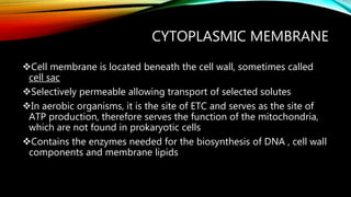 CYTOPLASMIC MEMBRANE
Cell membrane is located beneath the cell wall, sometimes called
cell sac
Selectively permeable allowing transport of selected solutes
In aerobic organisms, it is the site of ETC and serves as the site of
ATP production, therefore serves the function of the mitochondria,
which are not found in prokaryotic cells
Contains the enzymes needed for the biosynthesis of DNA , cell wall
components and membrane lipids
 