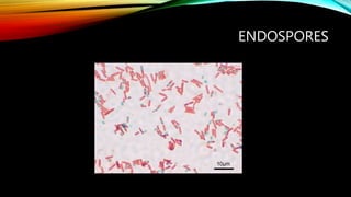 ENDOSPORES
 