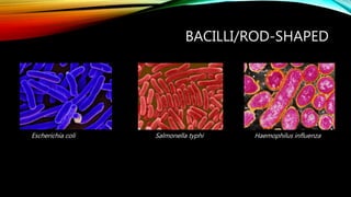 BACILLI/ROD-SHAPED
Escherichia coli Salmonella typhi Haemophilus influenza
 