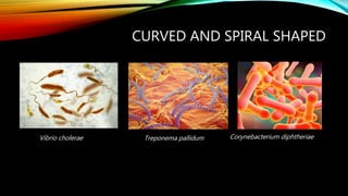 CURVED AND SPIRAL SHAPED
Vibrio cholerae Treponema pallidum Corynebacterium diphtheriae
 