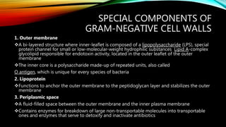SPECIAL COMPONENTS OF
GRAM-NEGATIVE CELL WALLS
1. Outer membrane
A bi-layered structure where inner-leaflet is composed of a lipopolysaccharide (LPS), special
protein channel for small or low-molecular-weight hydrophilic substances Lipid A-complex
glycolipid responsible for endotoxin activity, located in the outer leaflet of the outer
membrane
The inner core is a polysaccharide made-up of repeated units, also called
O antigen, which is unique for every species of bacteria
2. Lipoprotein
Functions to anchor the outer membrane to the peptidoglycan layer and stabilizes the outer
membrane
3. Periplasmic space
A fluid-filled space between the outer membrane and the inner plasma membrane
Contains enzymes for breakdown of large non-transportable molecules into transportable
ones and enzymes that serve to detoxify and inactivate antibiotics
 