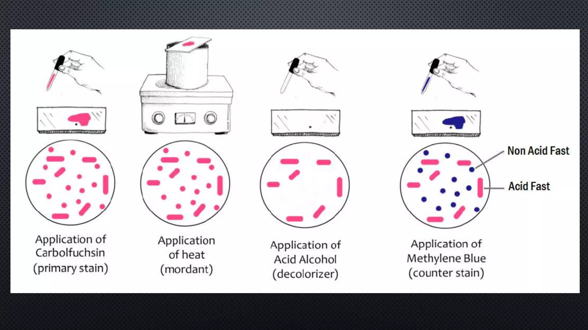 Chapter 3 Bacterial Staining And Culture Media Pptx