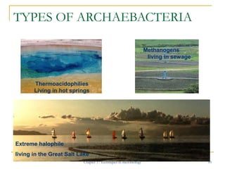 TYPES OF ARCHAEBACTERIA
Methanogens
living in sewage

Thermoacidophilies
Living in hot springs

Extreme halophile
living i...