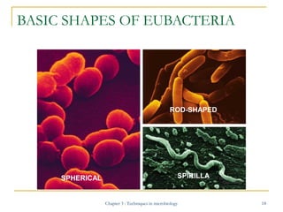 BASIC SHAPES OF EUBACTERIA

ROD-SHAPED

SPHERICAL

SPIRILLA

Chapter 3 : Techniques in microbiology

18

 