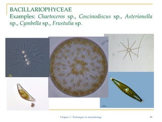 BACILLARIOPHYCEAE
Examples: Chaetoceros sp., Coscinodiscus sp., Asterionella
sp., Cymbella sp., Frustulia sp.

Chapter 3 :...