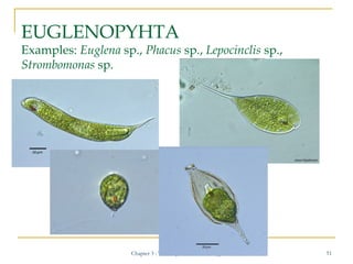EUGLENOPYHTA

Examples: Euglena sp., Phacus sp., Lepocinclis sp.,
Strombomonas sp.

Chapter 3 : Techniques in microbiology...
