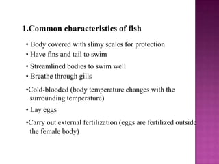 1.Common characteristics of fish
• Body covered with slimy scales for protection
• Have fins and tail to swim
• Streamline...