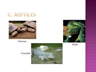 Tortoises
               Snake


   Crocodile
 