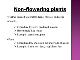Non-flowering plants
• Further divided to conifers, ferns, mosses, and algae
• Conifers

        Reproduce by seeds produ...