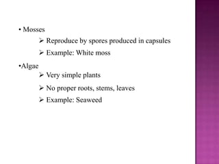 • Mosses
          Reproduce by spores produced in capsules
          Example: White moss
•Algae
          Very simple ...