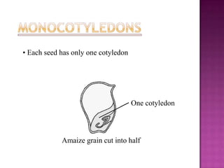 • Each seed has only one cotyledon




                                     One cotyledon




            Amaize grain cut...