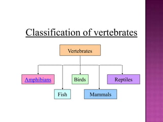 Classification of vertebrates
                    Vertebrates




Amphibians            Birds             Reptiles

      ...