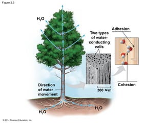 chapter 3 Campbell Biology, Water and Life.pptx