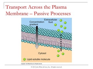Passive Process Chapter 3 cells | PPT