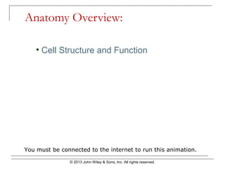 © 2013 John Wiley & Sons, Inc. All rights reserved.
Anatomy Overview:
You must be connected to the internet to run this animation.
• Cell Structure and Function
 