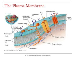 The Plasma Membrane
© 2013 John Wiley & Sons, Inc. All rights reserved.
 