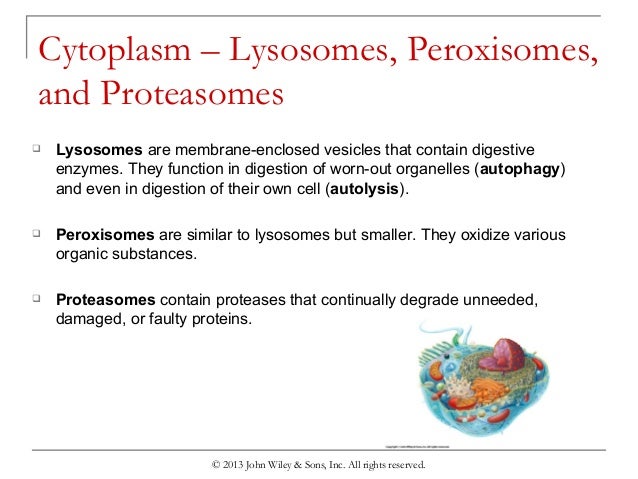 Proteasome Vs Lysosome - Proteasome vs lysosome mcat | 2021 : As nouns