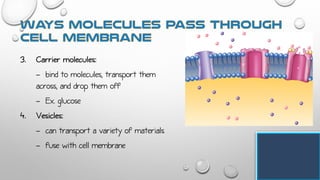 3. Carrier molecules:
- bind to molecules, transport them
across, and drop them off
- Ex. glucose
4. Vesicles:
- can transport a variety of materials
- fuse with cell membrane
 