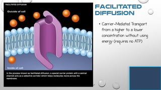 • Carrier-Mediated Transport
from a higher to a lower
concentration without using
energy (requires no ATP)
 