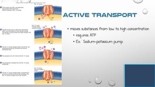 • moves substances from low to high concentration
• requires ATP
• Ex. Sodium-potassium pump
 